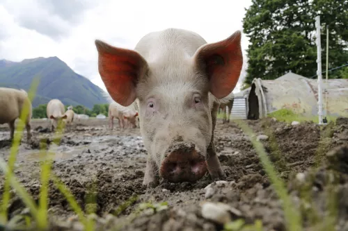Поголовье свиней в Британии стремительно сокращается