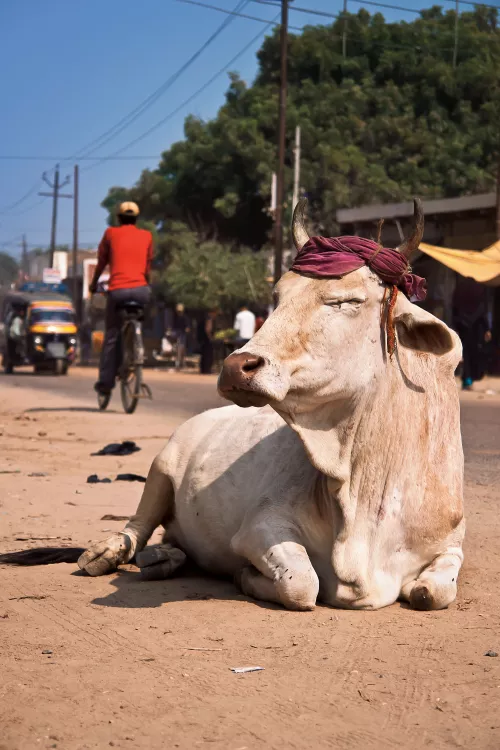 Собственную вакцину от нодулярного дерматита скота разработали в Индии
