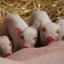 В Орловской области за год свиней стало больше на 40%