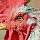 Высокопатогенный грипп птиц продолжает наносить урон мировому птицеводству