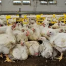 На Якутской птицефабрике открыли модернизированный цех для содержания кур-несушек