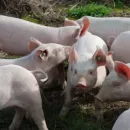 В Дании резко сократилось поголоье свиней