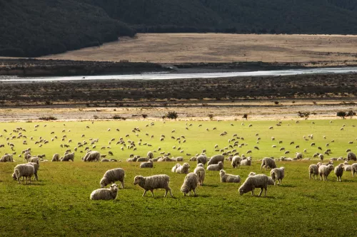 Австралия: третий рекордный квартал в производстве баранины 