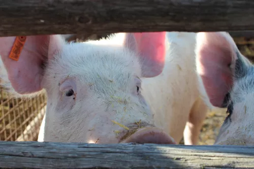 AHDB: продажи свинины в июне снизились по сравнению с предыдущим месяцем