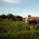 В Западно-Казахстанской области бруцеллез выявлен у 4000 голов скота