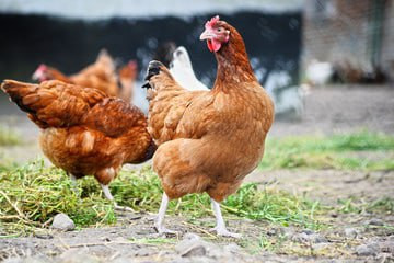 Рост цен ставит под угрозу производство мяса птицы в ЕС