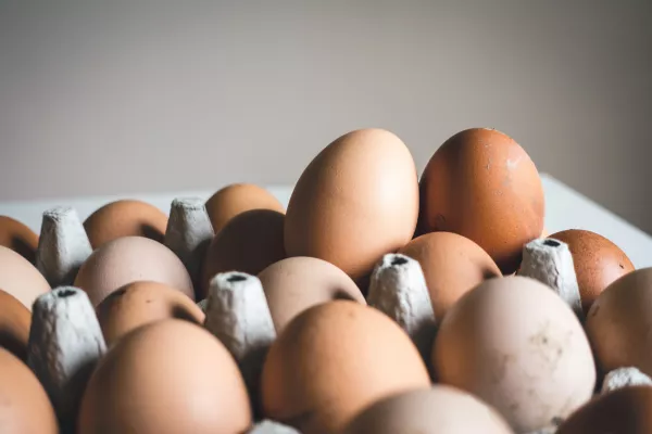 В российских птицекомплексах производство куриных яиц выросло на 2,7%