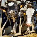 Швейцария отвергла инициативу по запрету промышленного животноводства