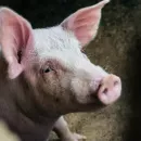 Вологодские власти сняли карантин по африканской чуме свиней