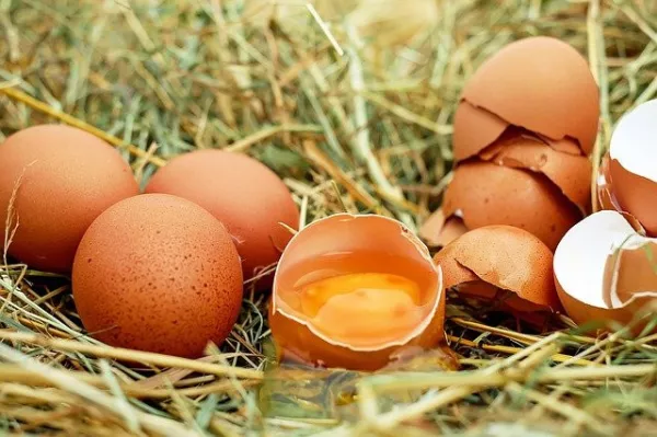 Бразилия: выручка от экспорта яиц увеличилась в 2022 году на 20%