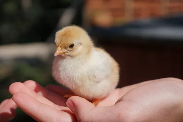 Акашевская птицефабрика отправила на утилизацию цыплят за месяц до падежа  