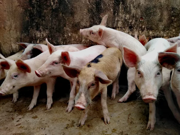 НСА: за 9 месяцев 2022 г. застрахованное с господдержкой поголовье свиней выросло на 19% , КРС – на 17%