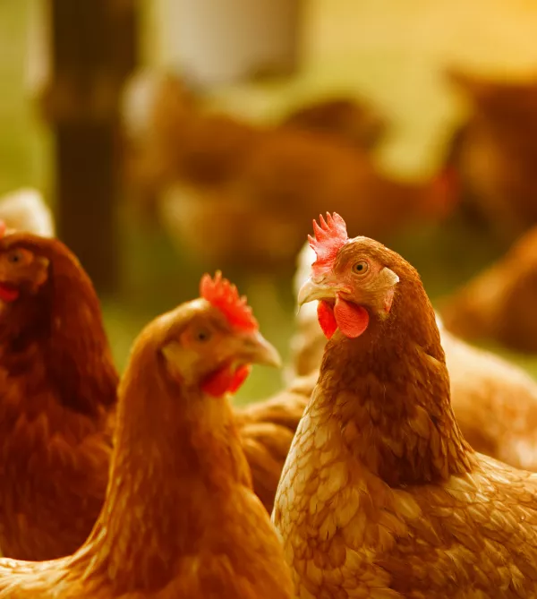 Весной ППК «Ромашино» получит первую партию цыплят кросса «Доминант» 