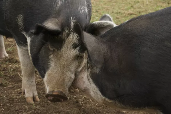 Перу объявило 11 регионов свободными от классической чумы свиней