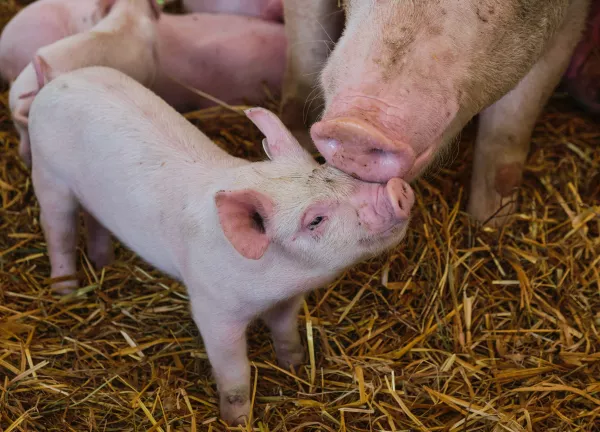 Таиландская компания CP FOODS приобретет производителя свинины «АПК ДОН» за 22 млрд рублей