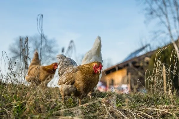 В Японии уничтожат 140 тысяч кур из-за новой вспышки птичьего гриппа