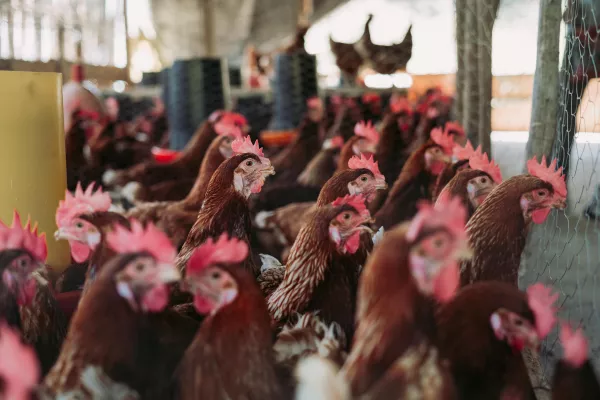 Курганская птицефабрика-банкрот снизила стоимость своего бизнеса, чтобы его продать