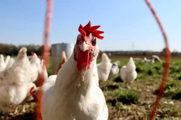 Тюменская птицефабрика начала поставлять ученым куриный помет для переработки в биоуголь