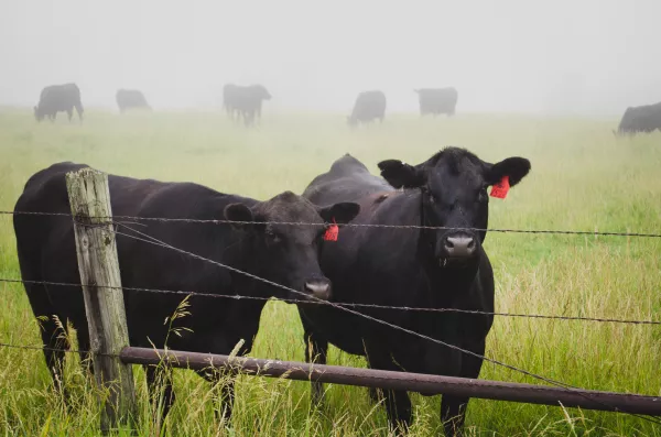 Фонд Гейтса инвестировал в стартап по снижению выбросов метана коровами