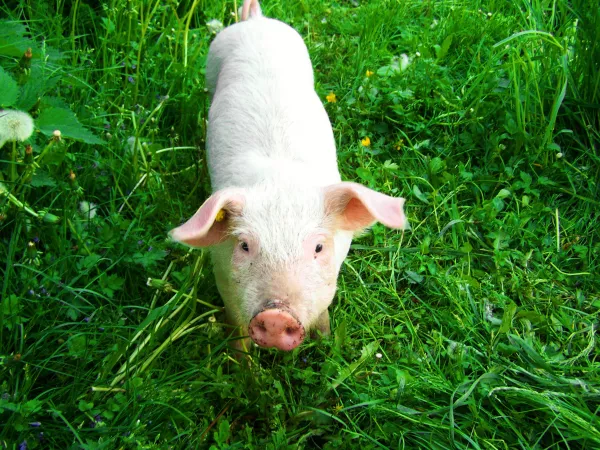 В Дании возникли проблемы с соблюдением стандартов благополучия свиней