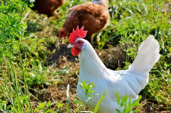 Чили подтверждает первую вспышку птичьего гриппа и приостанавливает экспорт курятины