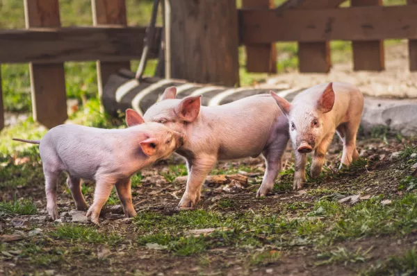 Эксперты обозначили основные тенденции развития отрасли свиноводства до 2025 года