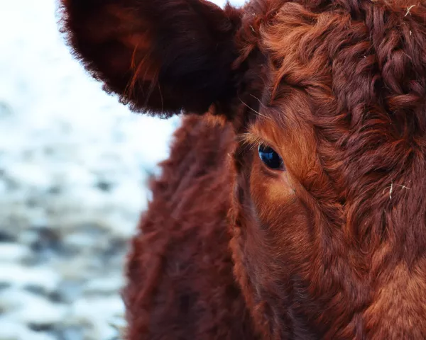Великобритания сообщает о случае атипичной коровьей энцефалопатии