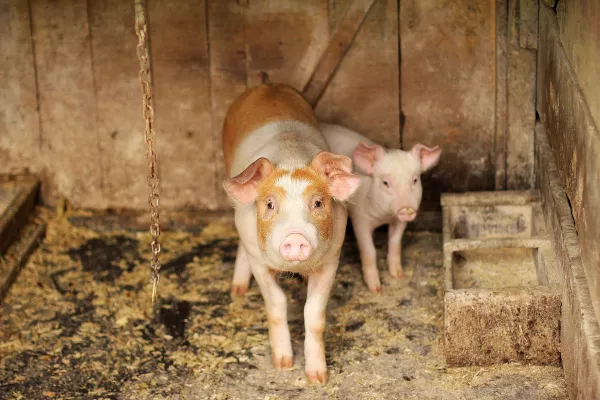 Польские свиноводы обеспокоены послаблением ветеринарных правил в отношении АЧС