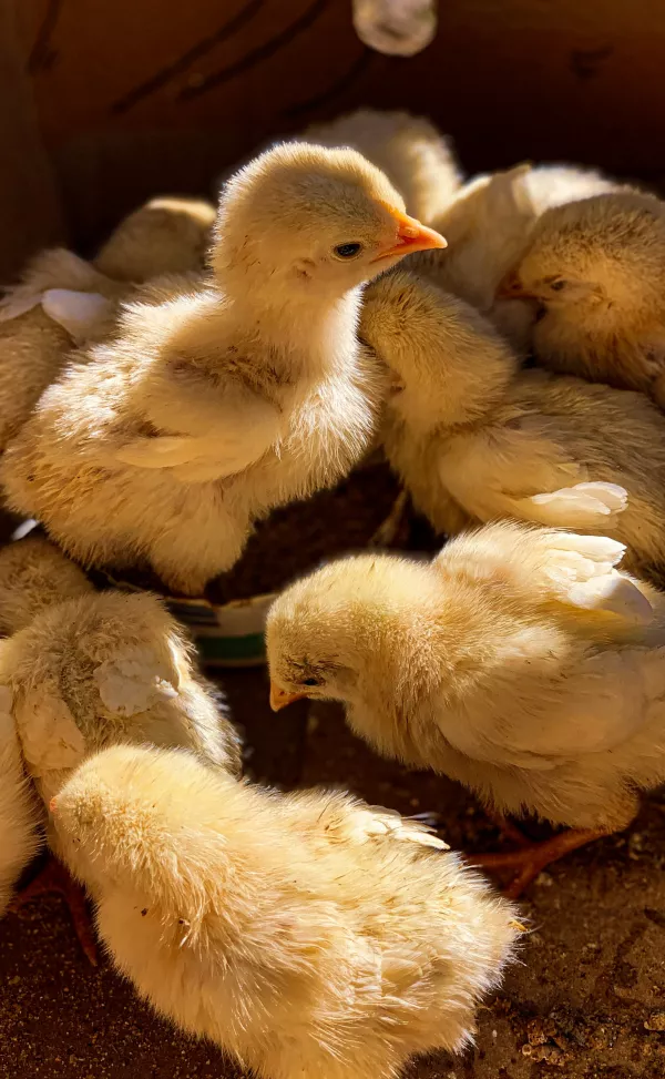 Сколько и как курица высиживает яйца: уход за наседкой
