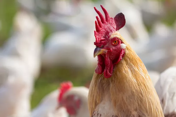 Исследования показали, что в распространении птичьего гриппа выноваты люди  