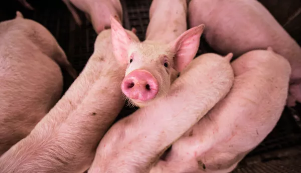 «Таврос» начал оценивать генетический потенциал свиней