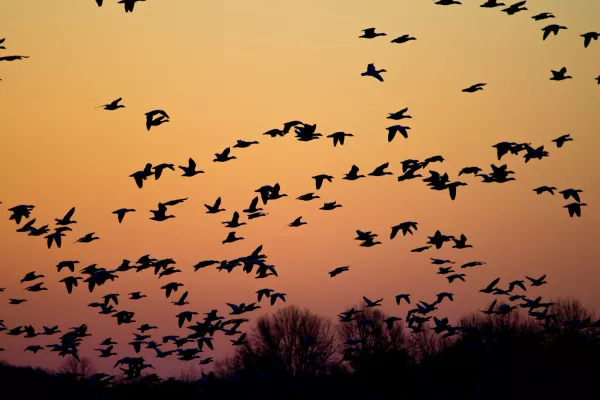 ABPA рассказала о новых вспышках птичьего гриппа у диких птиц в Бразилии