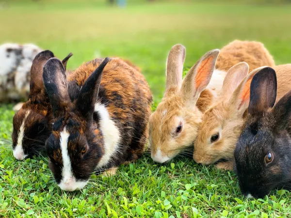 Почему крольчиха съедает своих крольчат: 5 причин и что делать - taimyr-expo.ru