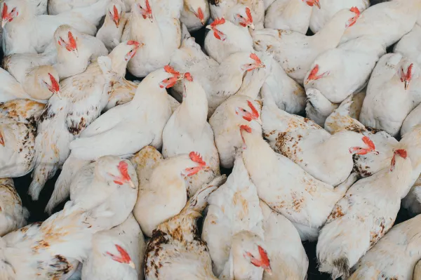Польские фермеры требуют ужесточить импорт мяса птицы из Украины