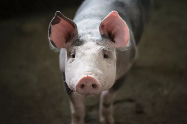 Германию одолела африканская чума свиней