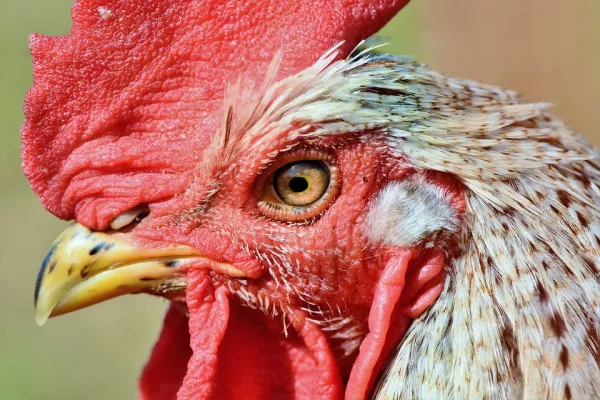 Новая вспышка гриппа птиц в Нидерландах