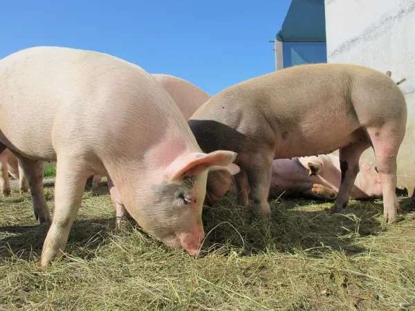 Производство свинины в Испании снижается из-за снижения экспорта и правил защиты животных