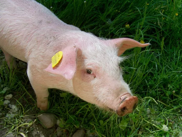 Португалия существенно нарастила импорт живых свиней