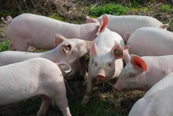 Численность свиней в Германии стала самой низкой с 1990 года