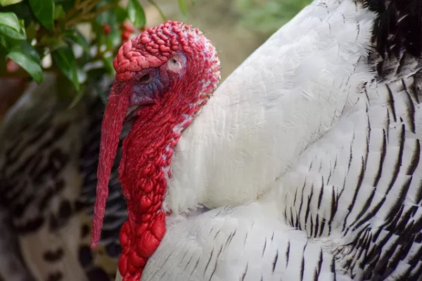 На птицефабриках в Индии зарегистрировали вспышку гриппа птиц