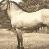 коней живым весом  2.2 $/кг в Республике Беларусь