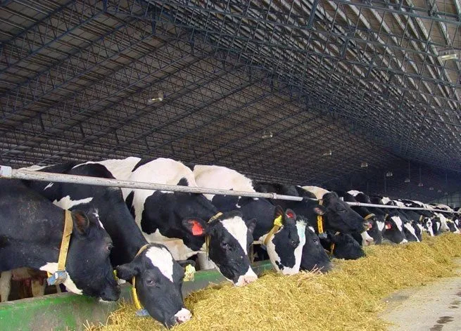 фотография продукта Коровы оптом с доставкой от 78 р/кг.