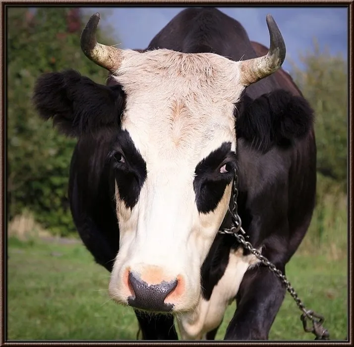 фотография продукта Куплю крс ( бычки,телки,коров,лошадей)