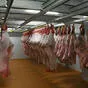 холодильные камеры хранения мяса в Санкт-Петербурге