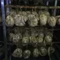 новые виды продукции, технологии в Санкт-Петербурге 2