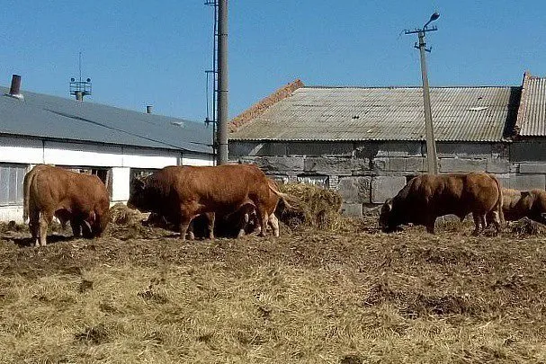 Купить живую корову цена. Закупка КРС живым весом по Башкортостану.