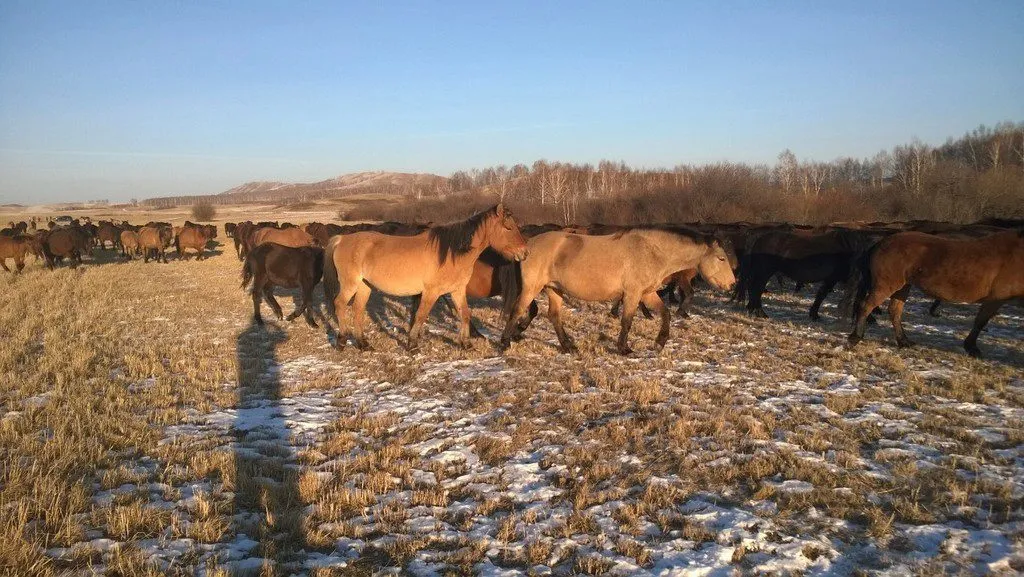 закупаем коров  живком в Уфе 3