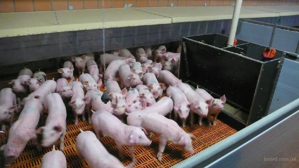 фотография продукта свинки откормы (товарка)  от 115 кг