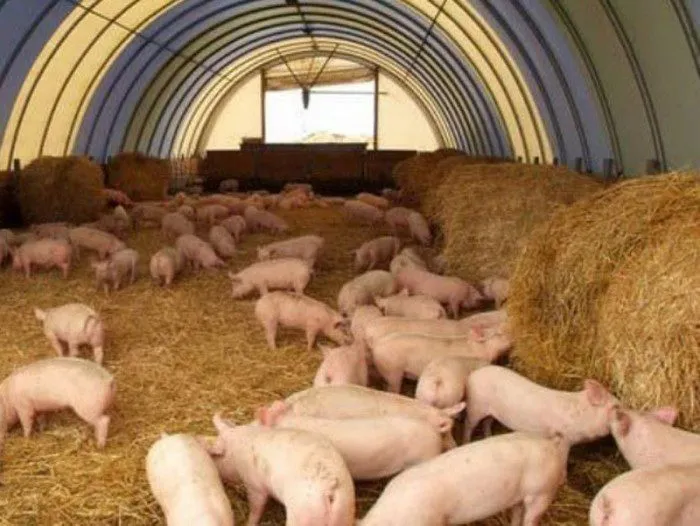 фотография продукта Свинина живым весом и полутушами от 10 т