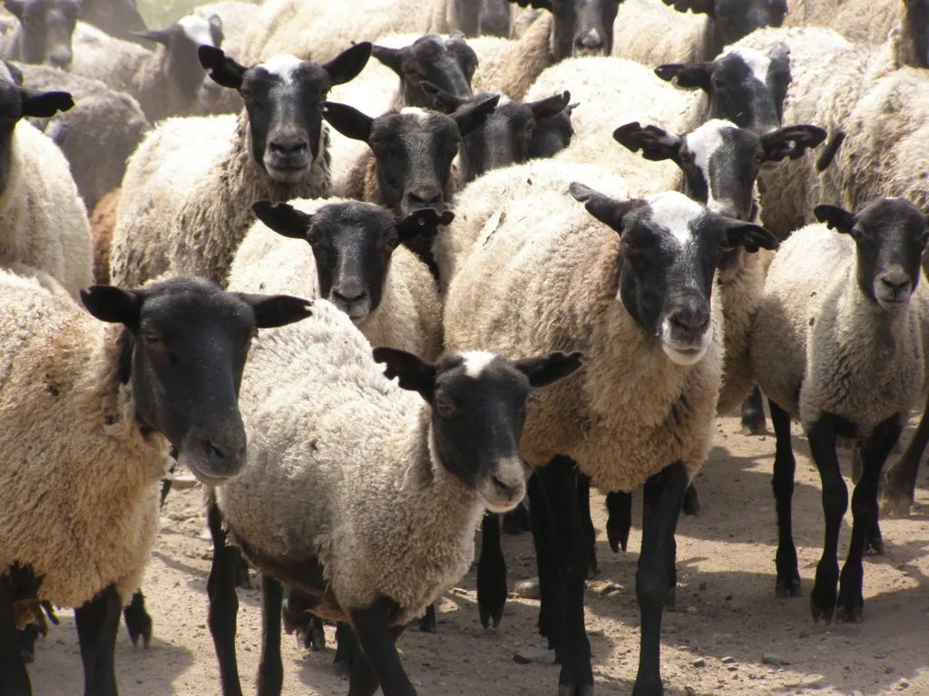 фотография продукта Романовские овцы, бараны